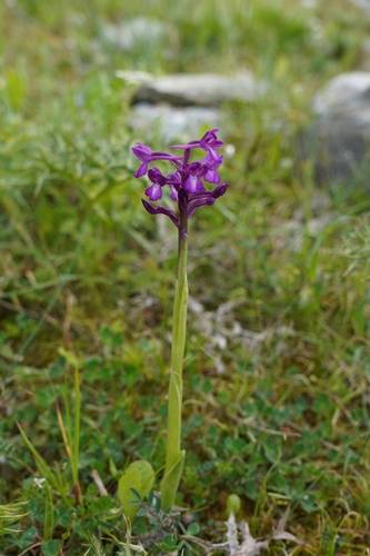 Image of Anacamptis Boryi (Anacamptis boryi) by no rights reserved