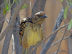 Chlamydera guttata