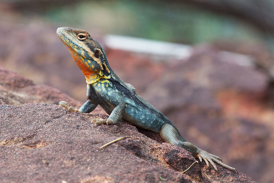 Northern Tawny Dragon