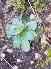 Hermas ciliata