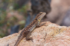 Ctenophorus modestus