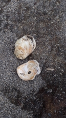 Saccostrea