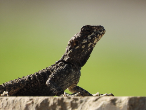Egyptian Rock Agama