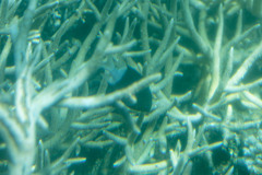 Acanthochromis polyacanthus