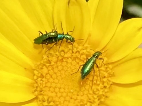 Psilothrix protensa