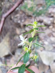 Agathosma crenulata