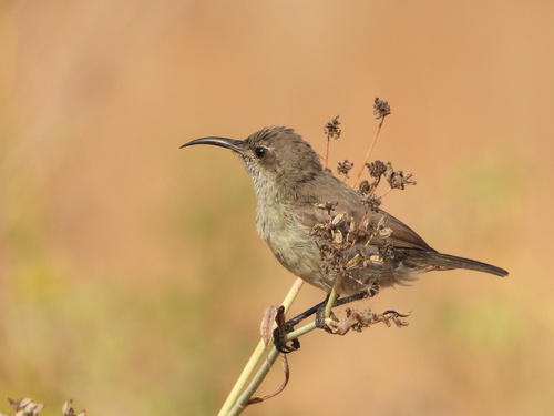Palestine Sunbird