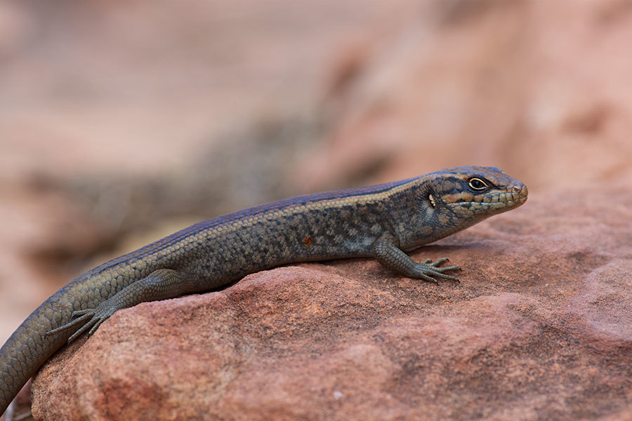 Flinders Ranges Rock-Skink