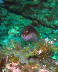 Austrolabrus maculatus