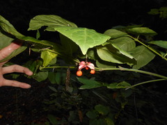 Euonymus occidentalis