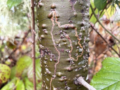 Marmara oregonensis Fitzgerald, 1975