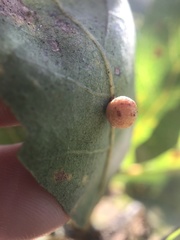 Cynips multipunctata