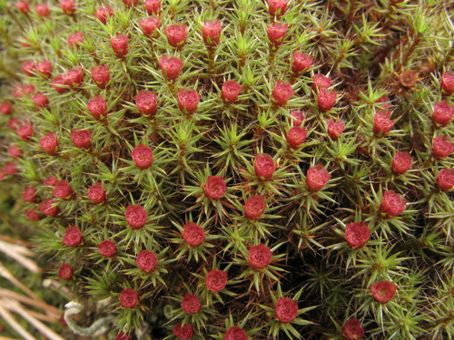 bristly haircap moss