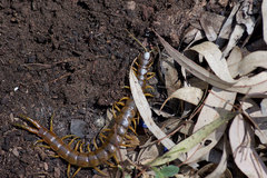 Ethmostigmus rubripes