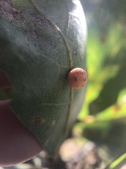 Cynips multipunctata