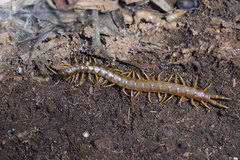 Ethmostigmus rubripes