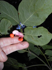 Euonymus occidentalis