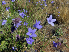 Wahlenbergia queenslandica