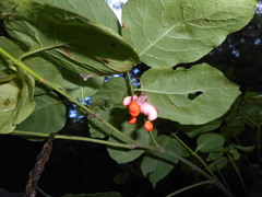 Euonymus occidentalis