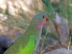 Polytelis alexandrae