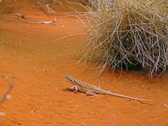 Ctenophorus isolepis