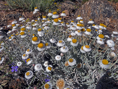 Anemocarpa saxatilis