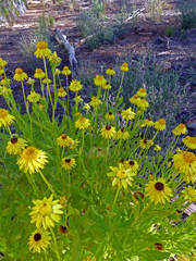 Xerochrysum interiore