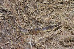 Pseudechis australis