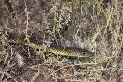 Pseudechis australis