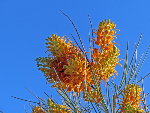 Grevillea juncifolia Hook.