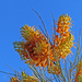 Grevillea juncifolia - Photo (c) Simon Grove, algunos derechos reservados (CC BY-NC), subido por Simon Grove