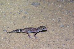 Underwoodisaurus milii