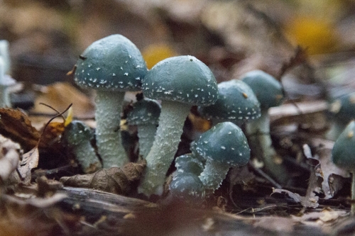 Verdigris Agaric