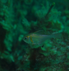 Pempheris klunzingeri