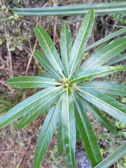 Melicytus lanceolatus