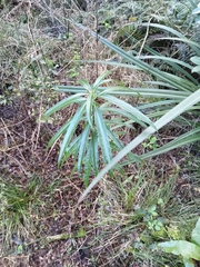 Melicytus lanceolatus