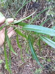 Melicytus lanceolatus