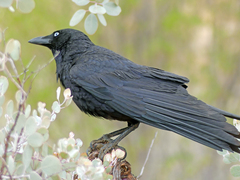 Corvus bennetti