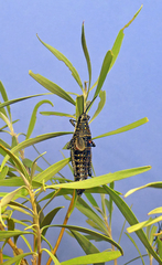 Monistria pustulifera