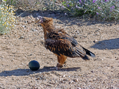 Hamirostra melanosternon