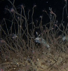 Coryphella cooperi