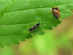 Orchesella flavescens