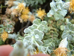 Ericameria cuneata macrocephala