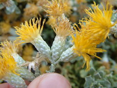 Ericameria cuneata macrocephala