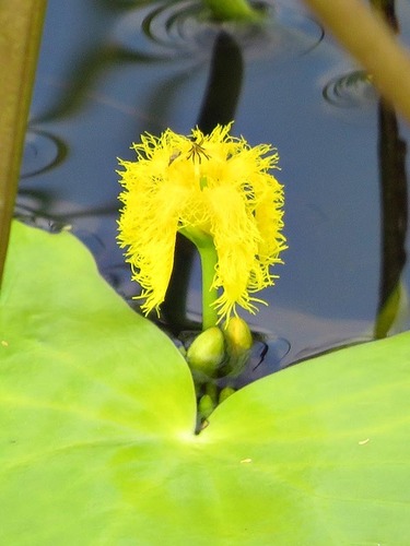 Nymphoides thunbergiana image