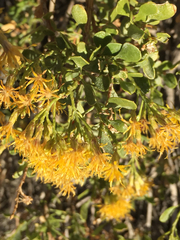 Ericameria cuneata spathulata