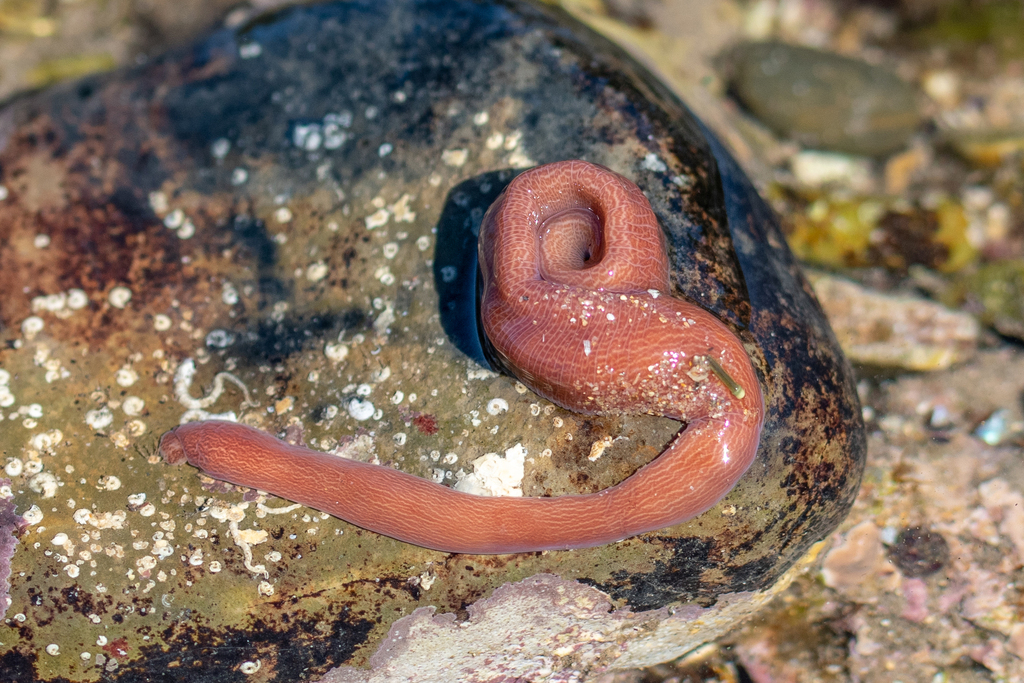 Baseodiscus delineatus