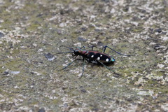 Cosmodela separata