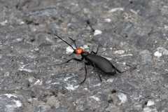Epicauta ruficeps