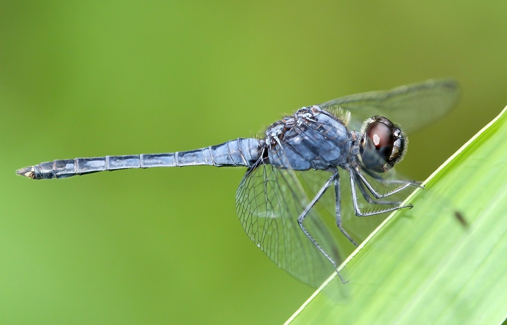 White-tipped Demon